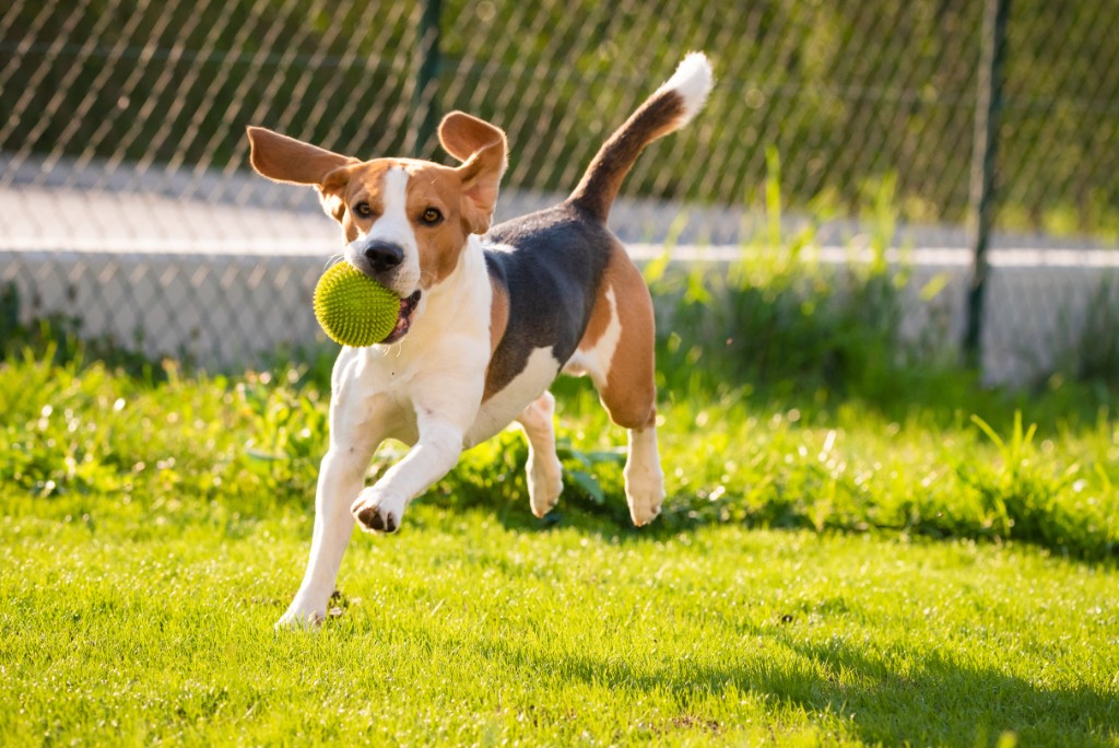 How Urban Pet Policies Can Help Prevent Pediatric Dog Bite Injuries
