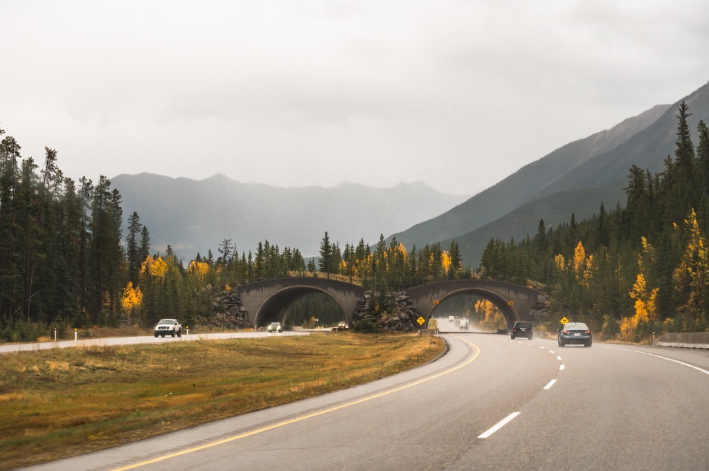 Recent Car Accidents Statistics in Alberta And What This Means for Albertans